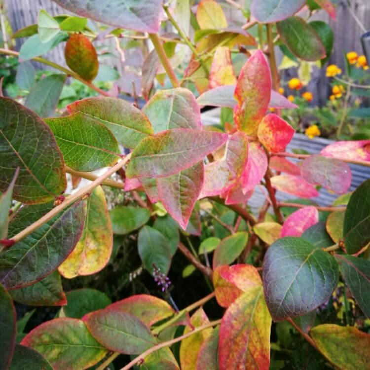G131 Blueberry Vaccinium Corymbosum Patriot - View 13 from www redcrocus com