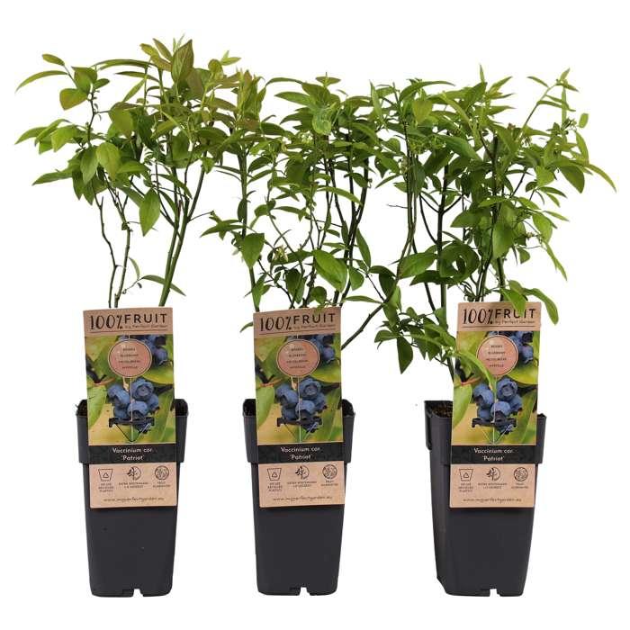 G131 Blueberry Vaccinium Corymbosum Patriot - View 16 from www redcrocus com