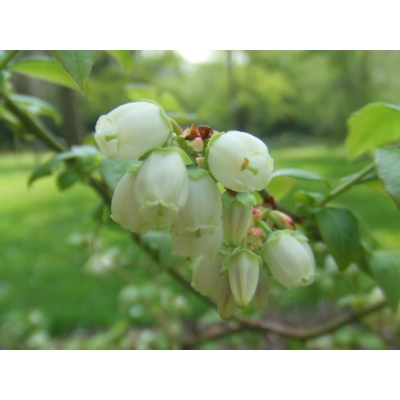 G131 Blueberry Vaccinium Corymbosum Patriot - View 8 from www redcrocus com