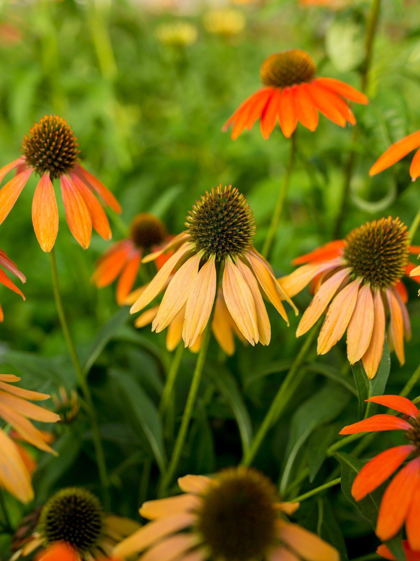 Echinacea Purpurea Cheyenne Spirit - View 13 from www redcrocus com