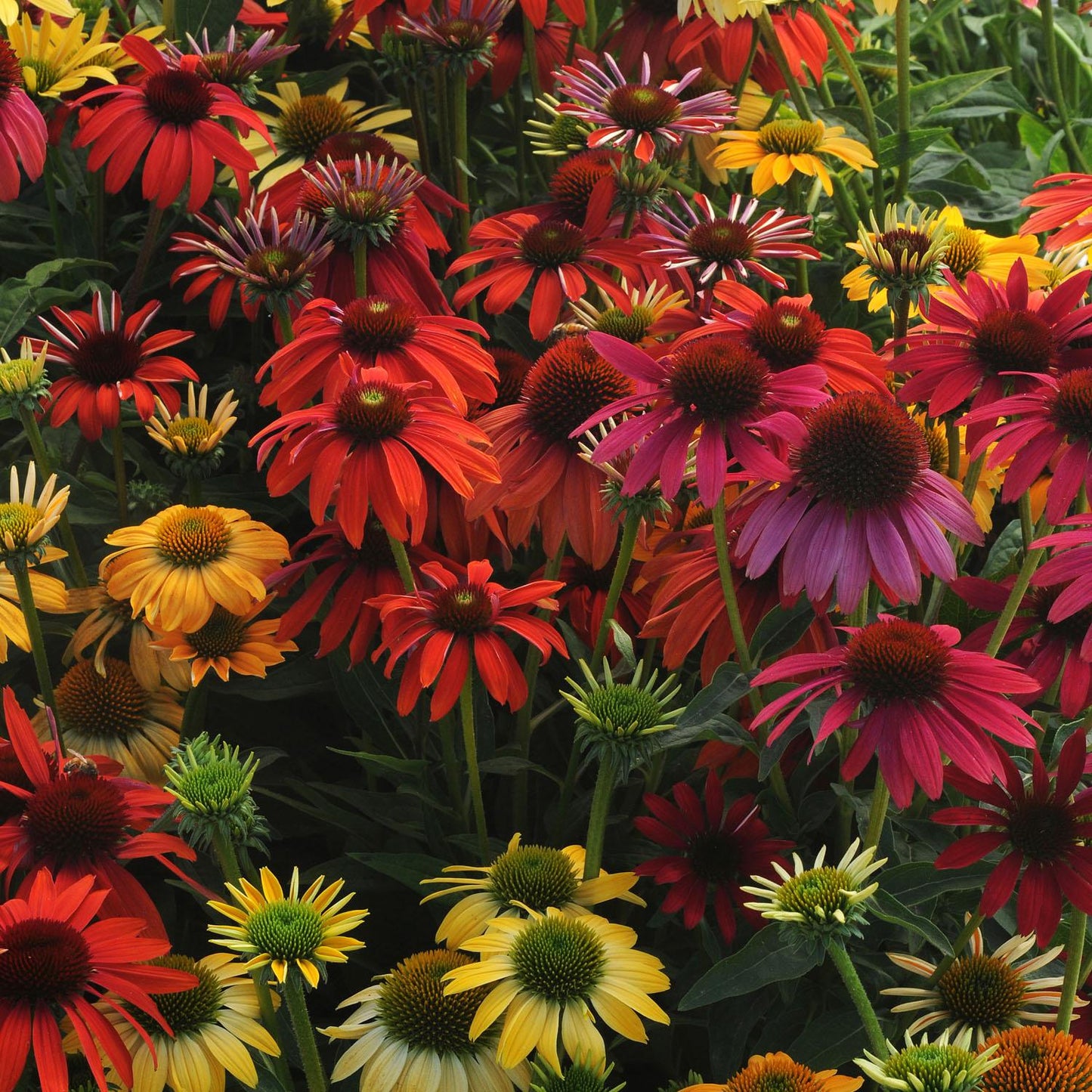 Echinacea Purpurea Cheyenne Spirit - View 14 from www redcrocus com
