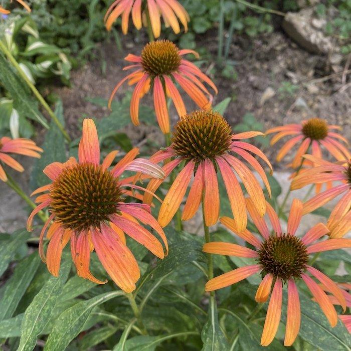 Echinacea Purpurea Cheyenne Spirit - View 16 from www redcrocus com