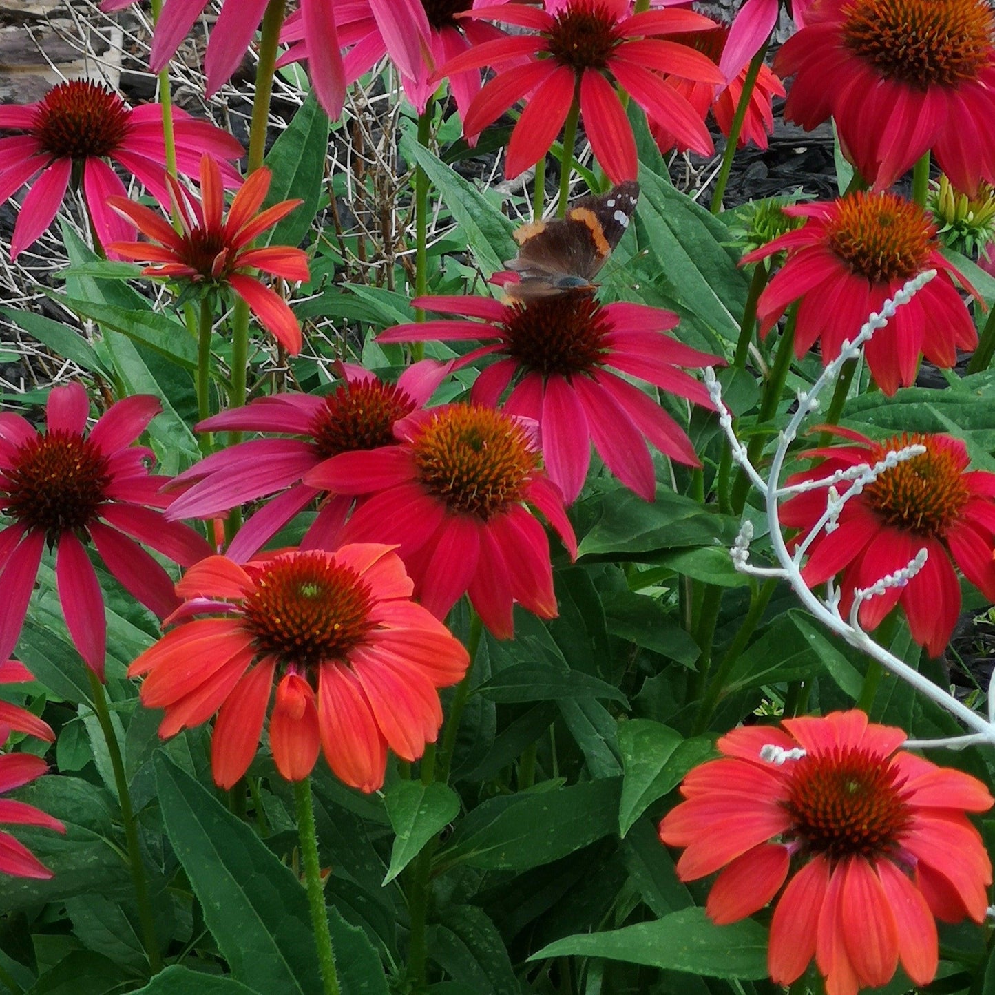 Echinacea Purpurea Cheyenne Spirit - View 2 from www redcrocus com