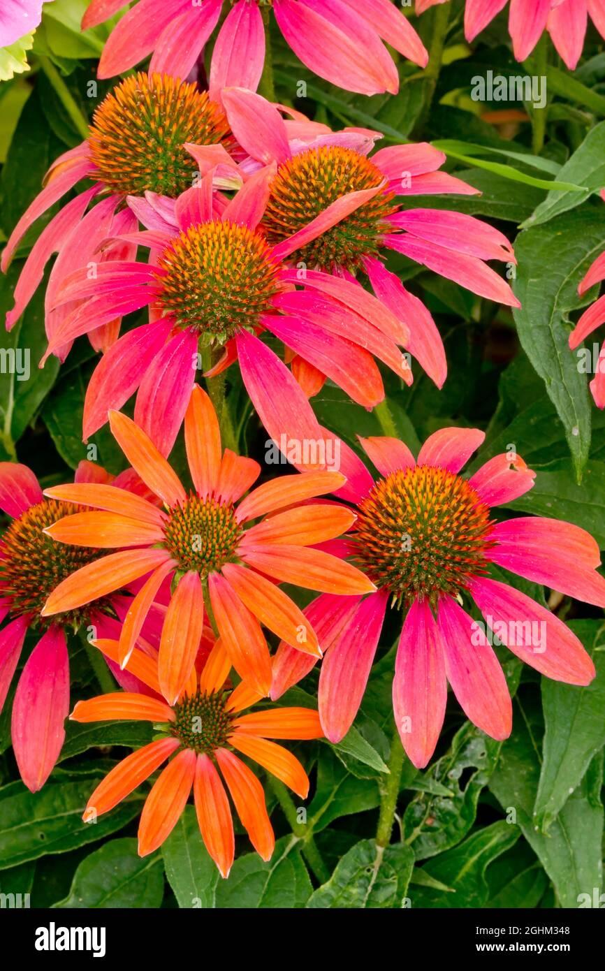 Echinacea Purpurea Cheyenne Spirit - View 6 from www redcrocus com