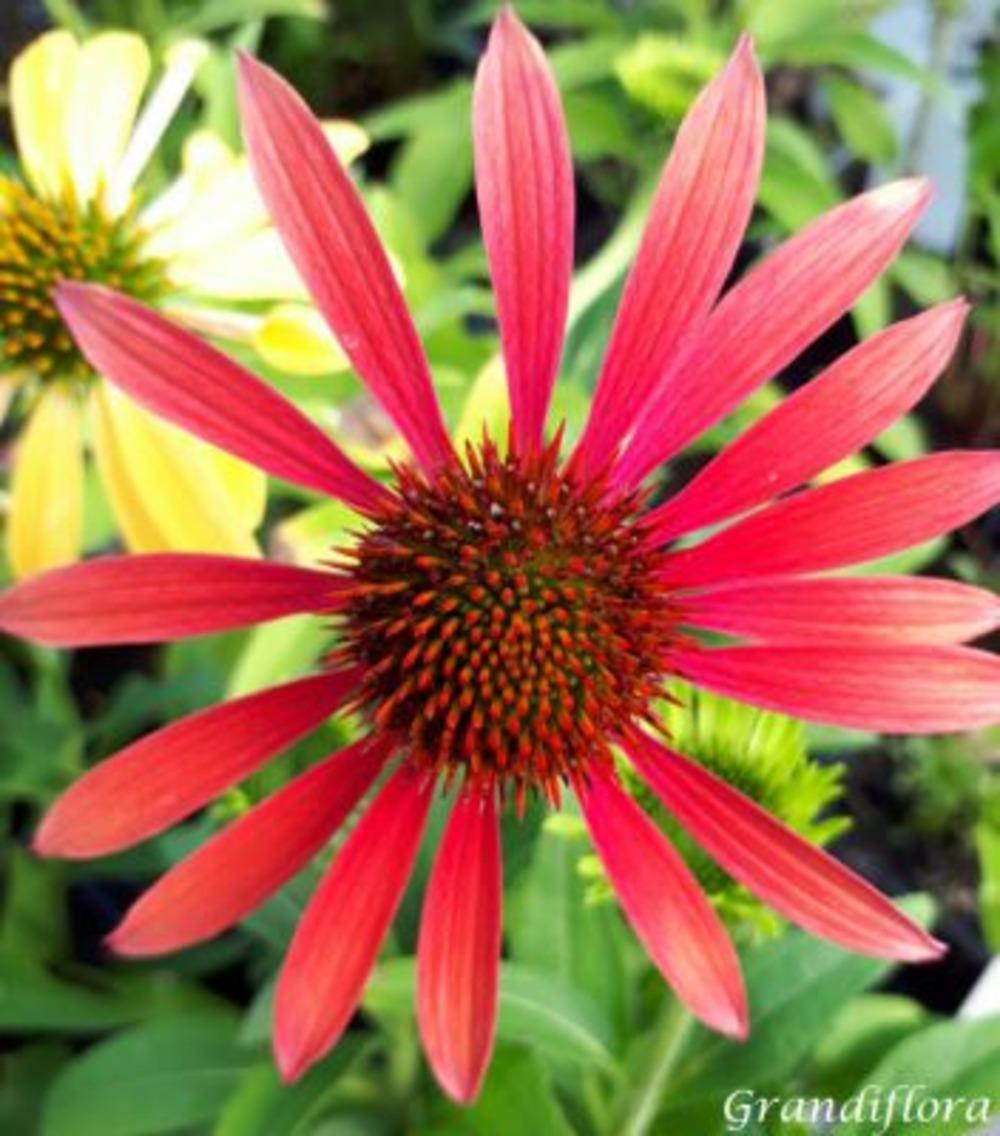 Echinacea Purpurea Cheyenne Spirit - View 8 from www redcrocus com