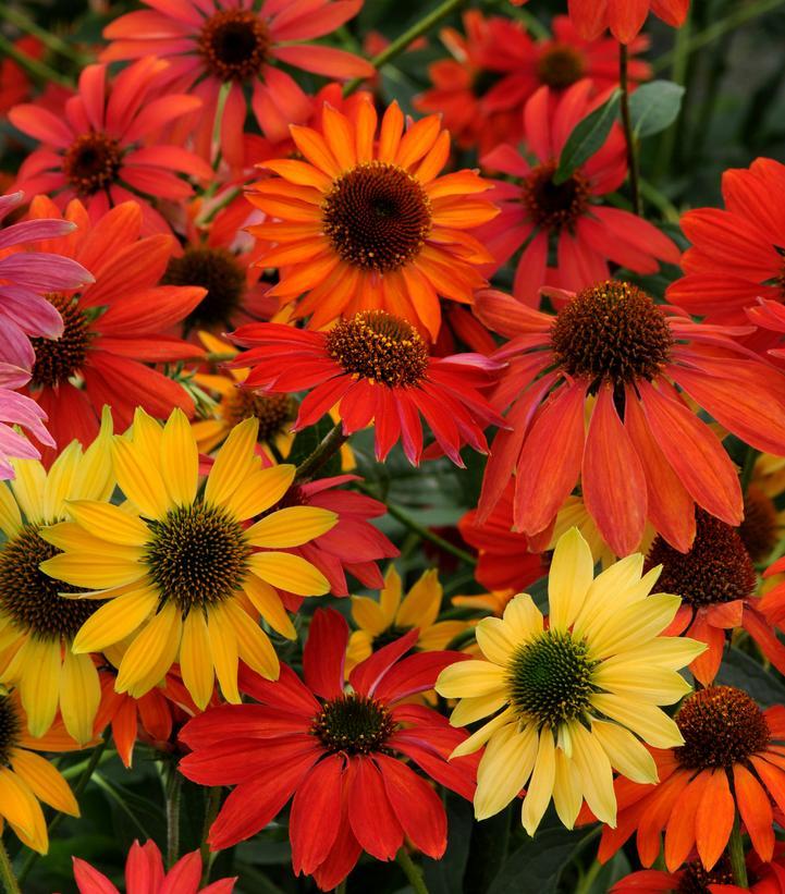 Echinacea Purpurea Cheyenne Spirit - View 9 from www redcrocus com