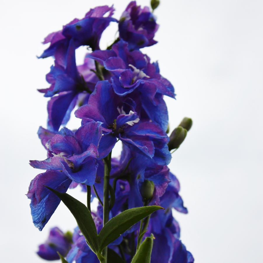 Delphinium Elatum Guardian Blue - View 15 from www redcrocus com