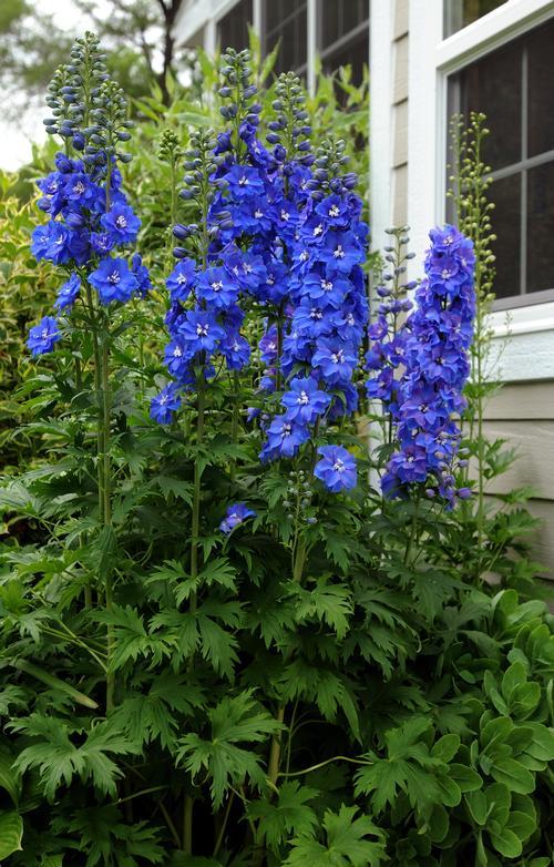 Delphinium Elatum Guardian Blue - View 2 from www redcrocus com