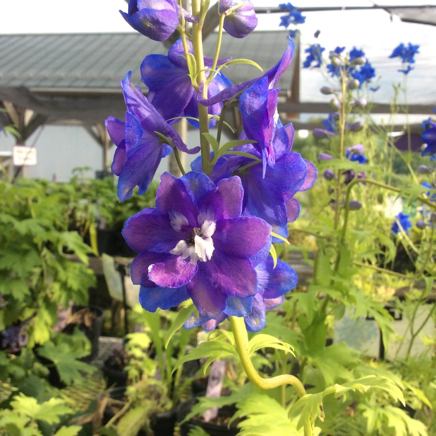 Delphinium Elatum Guardian Blue - View 4 from www redcrocus com