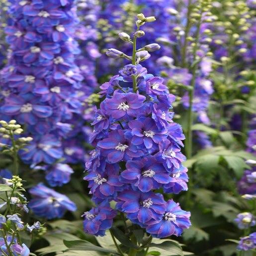 Delphinium Elatum Guardian Blue - View 5 from www redcrocus com