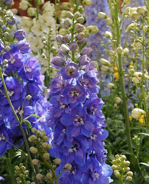 Delphinium Elatum Guardian Blue - View 7 from www redcrocus com