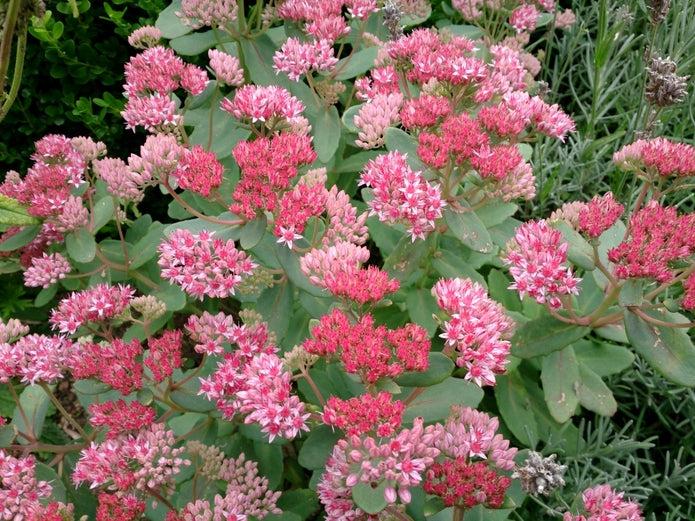 Sedum X Abbeydore - View 19 from www redcrocus com