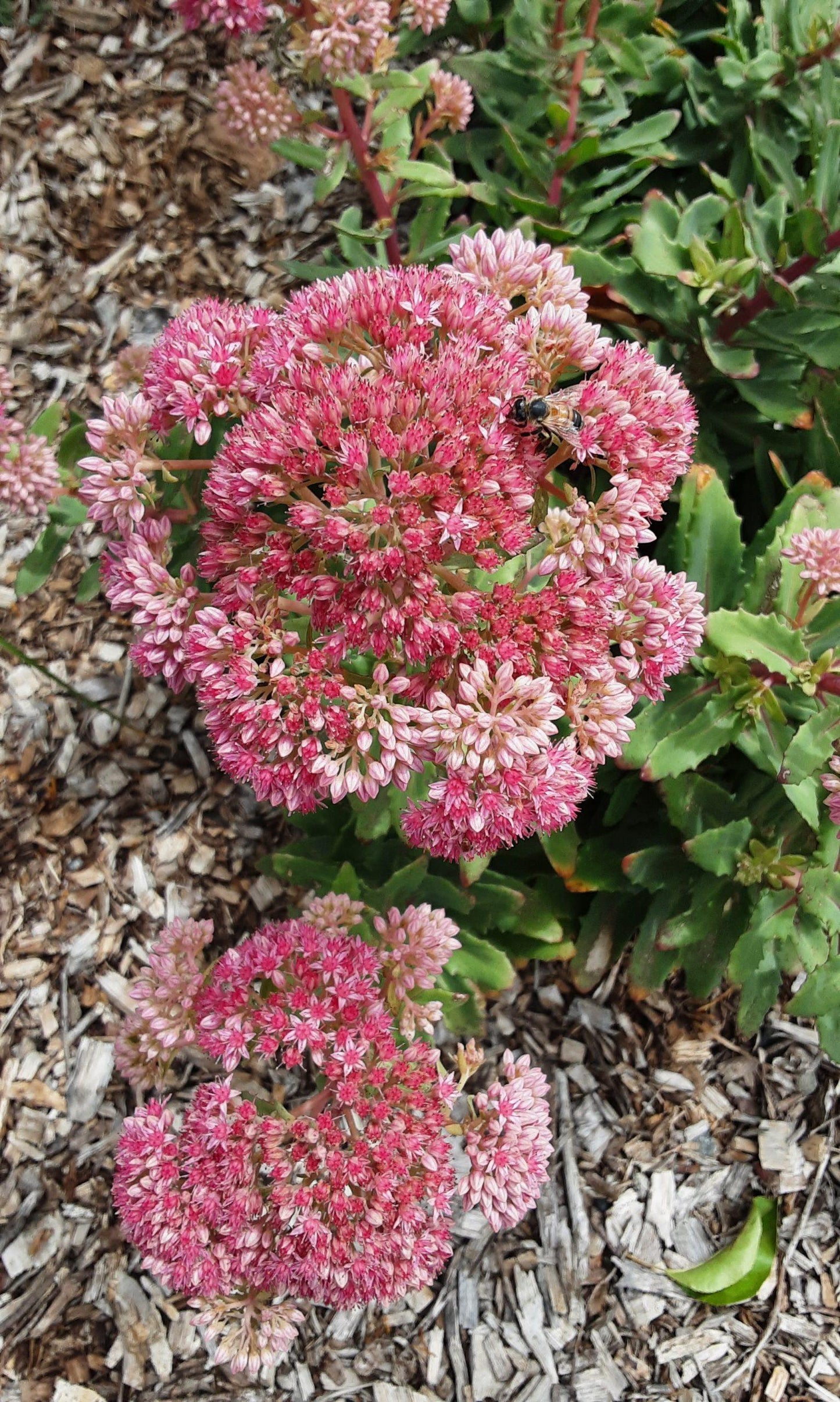 Sedum X Abbeydore - View 3 from www redcrocus com