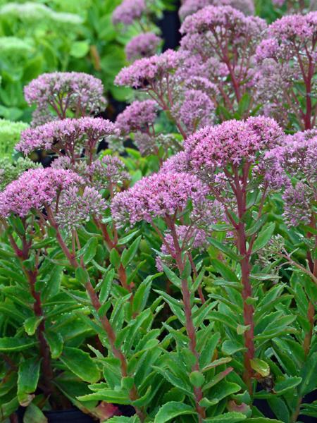 Sedum X Abbeydore - View 4 from www redcrocus com