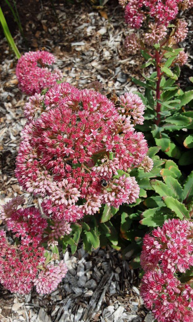 Sedum X Abbeydore - View 9 from www redcrocus com