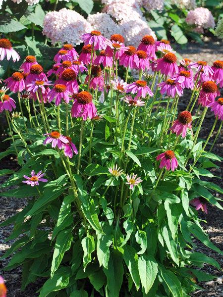 Echinacea Purpurea 'powwow Wild Berry' - View 14 from www redcrocus com