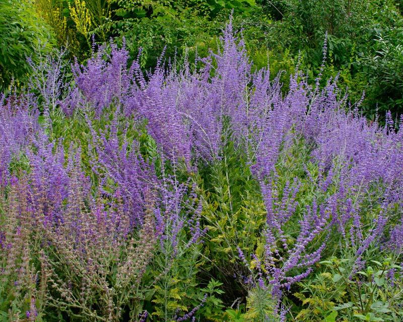 Perovskia Atriplicifolia - View 18 from www redcrocus com