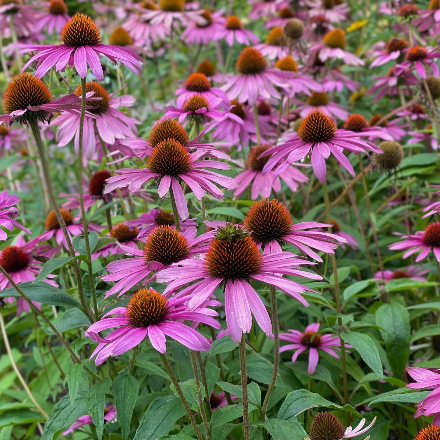 Echinacea Purpurea Magnus - View 16 from www redcrocus com