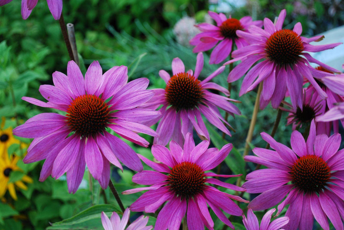 Echinacea Purpurea Magnus - View 17 from www redcrocus com