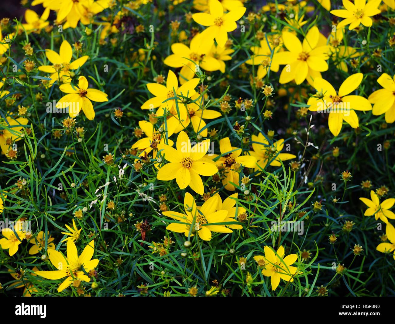 Coreopsis Verticillata Zagreb - View 13 from www redcrocus com