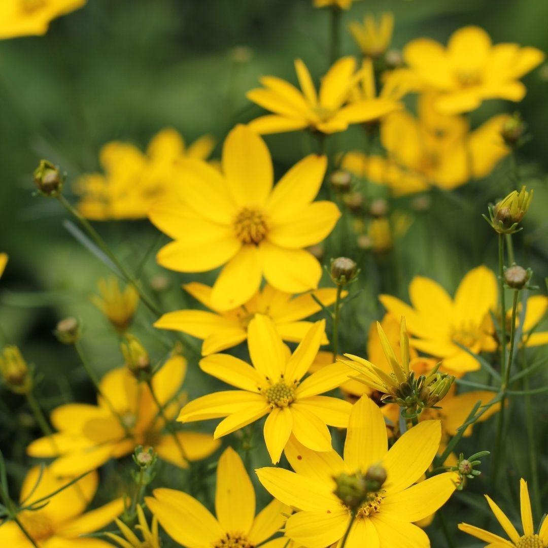 Coreopsis Verticillata Zagreb - View 14 from www redcrocus com