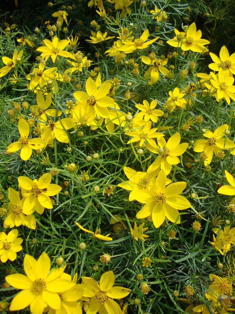 Coreopsis Verticillata Zagreb - View 15 from www redcrocus com