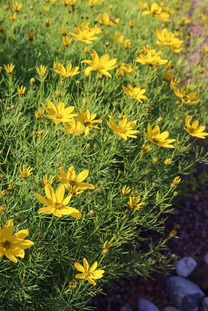 Coreopsis Verticillata Zagreb - View 16 from www redcrocus com