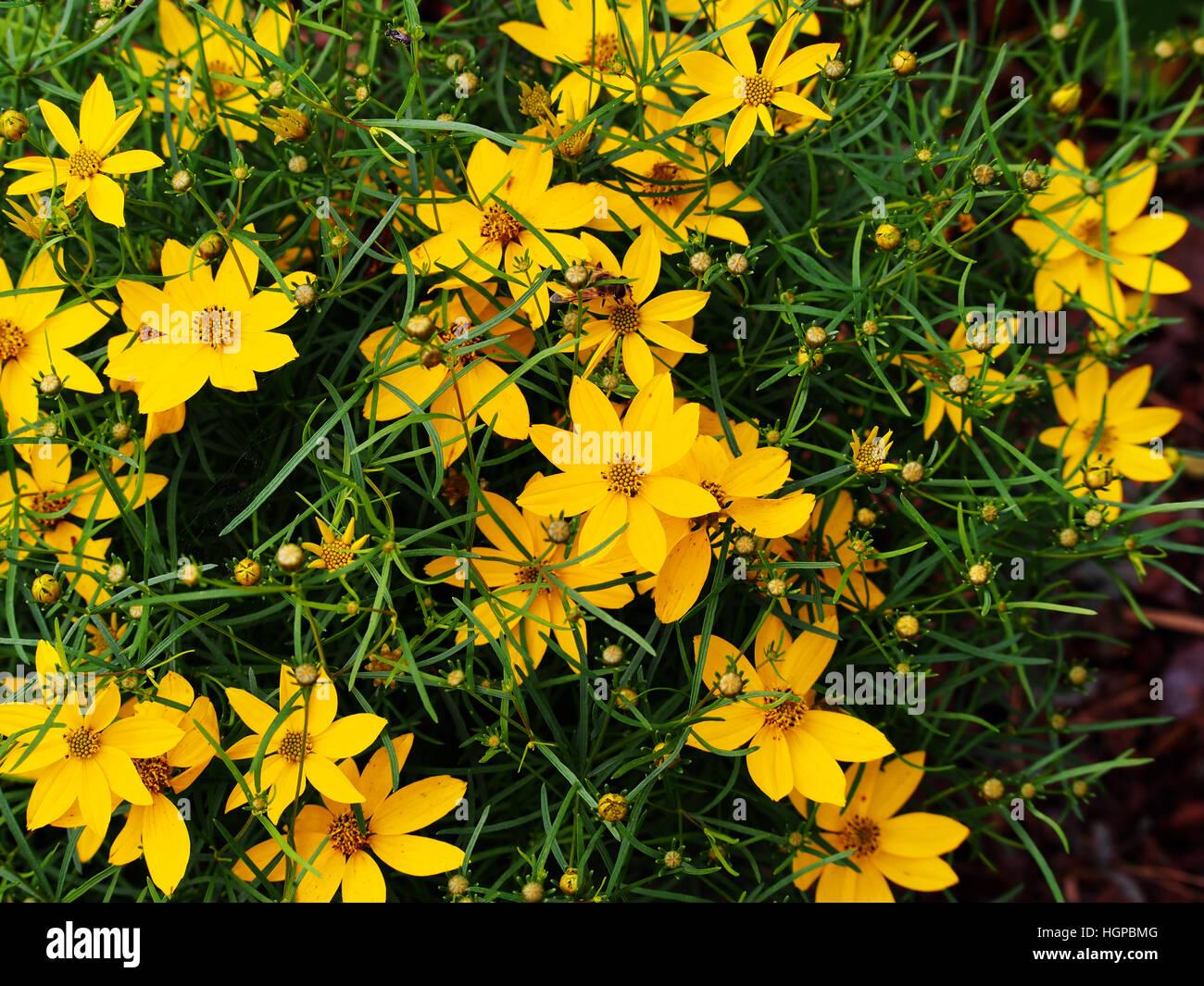 Coreopsis Verticillata Zagreb - View 17 from www redcrocus com