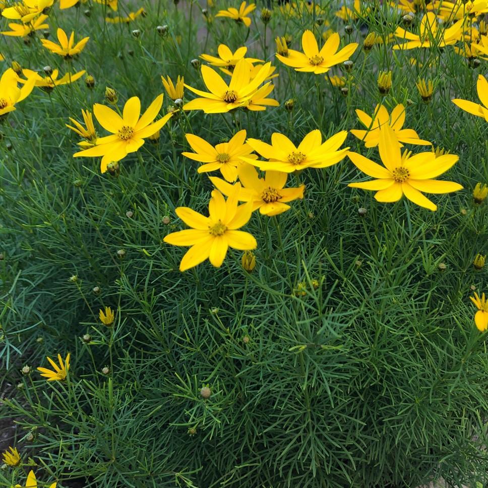 Coreopsis Verticillata Zagreb - View 2 from www redcrocus com