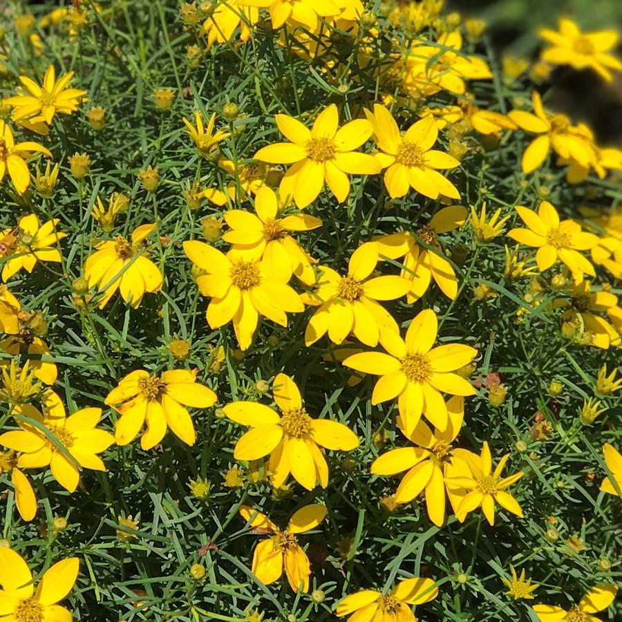 Coreopsis Verticillata Zagreb - View 3 from www redcrocus com