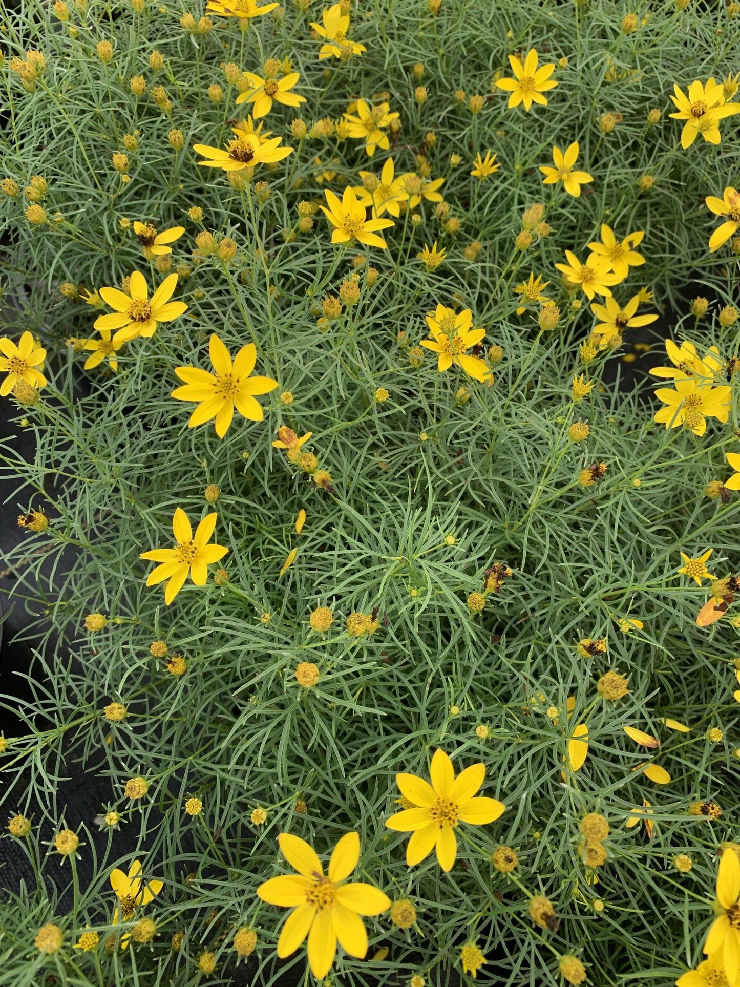 Coreopsis Verticillata Zagreb - View 8 from www redcrocus com