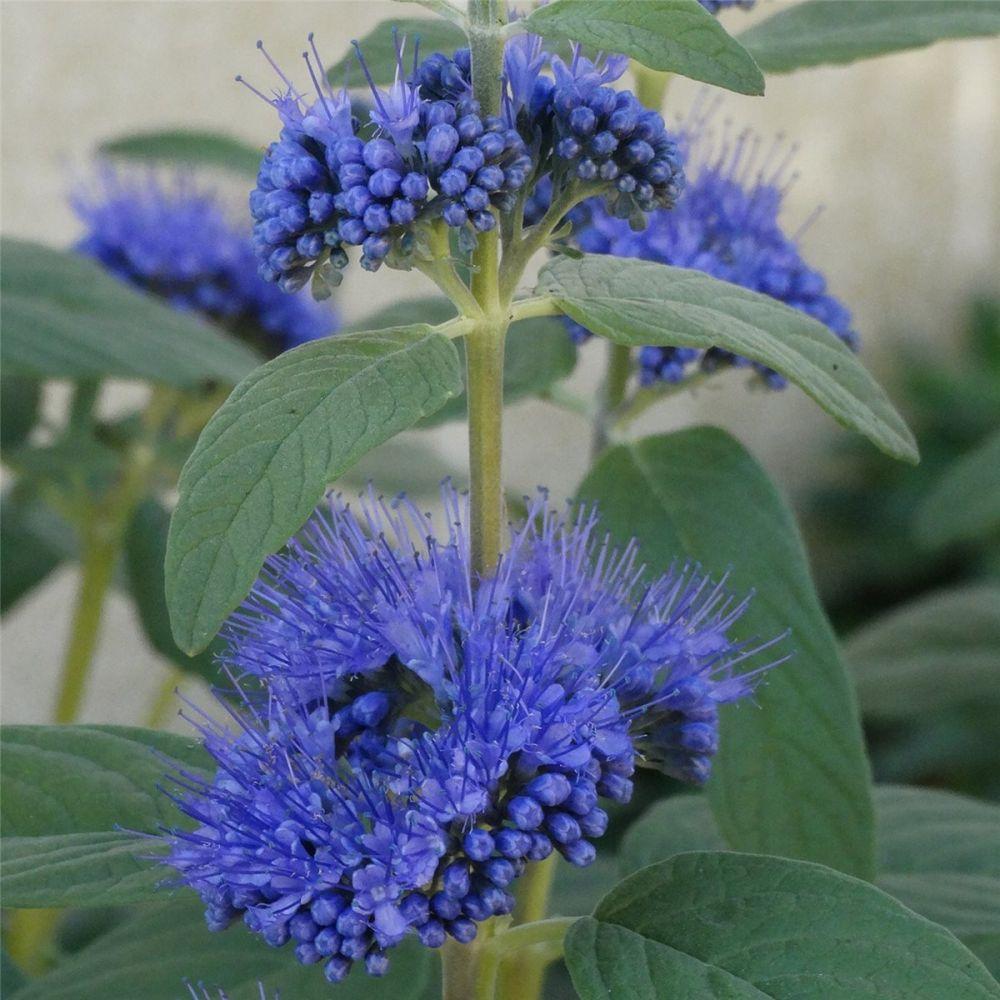 Caryopteris X Clandonensis Dark Knight - View 16 from www redcrocus com