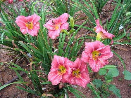 Hemerocallis X 'rosy Returns' - View 9 from www redcrocus com