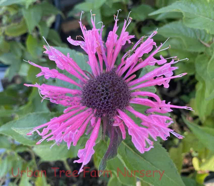 Monarda X Sugar Buzz Bubblegum Blast - View 10 from www redcrocus com