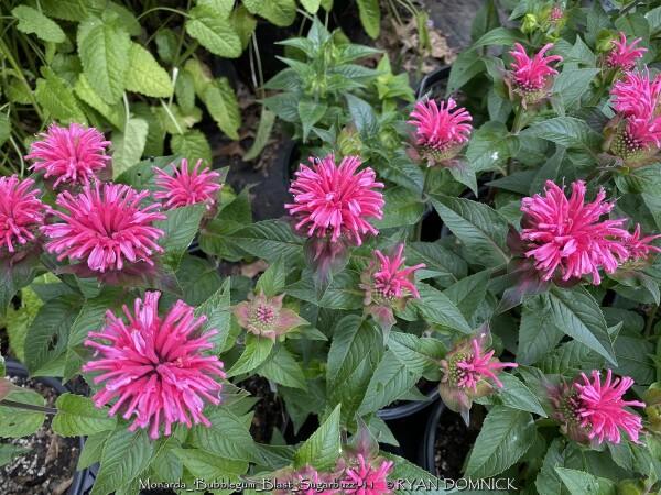 Monarda X Sugar Buzz Bubblegum Blast - View 12 from www redcrocus com