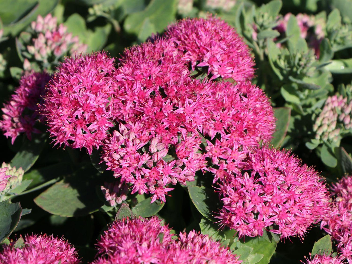 Sedum Telephium Munstead Dark Red - View 12 from www redcrocus com