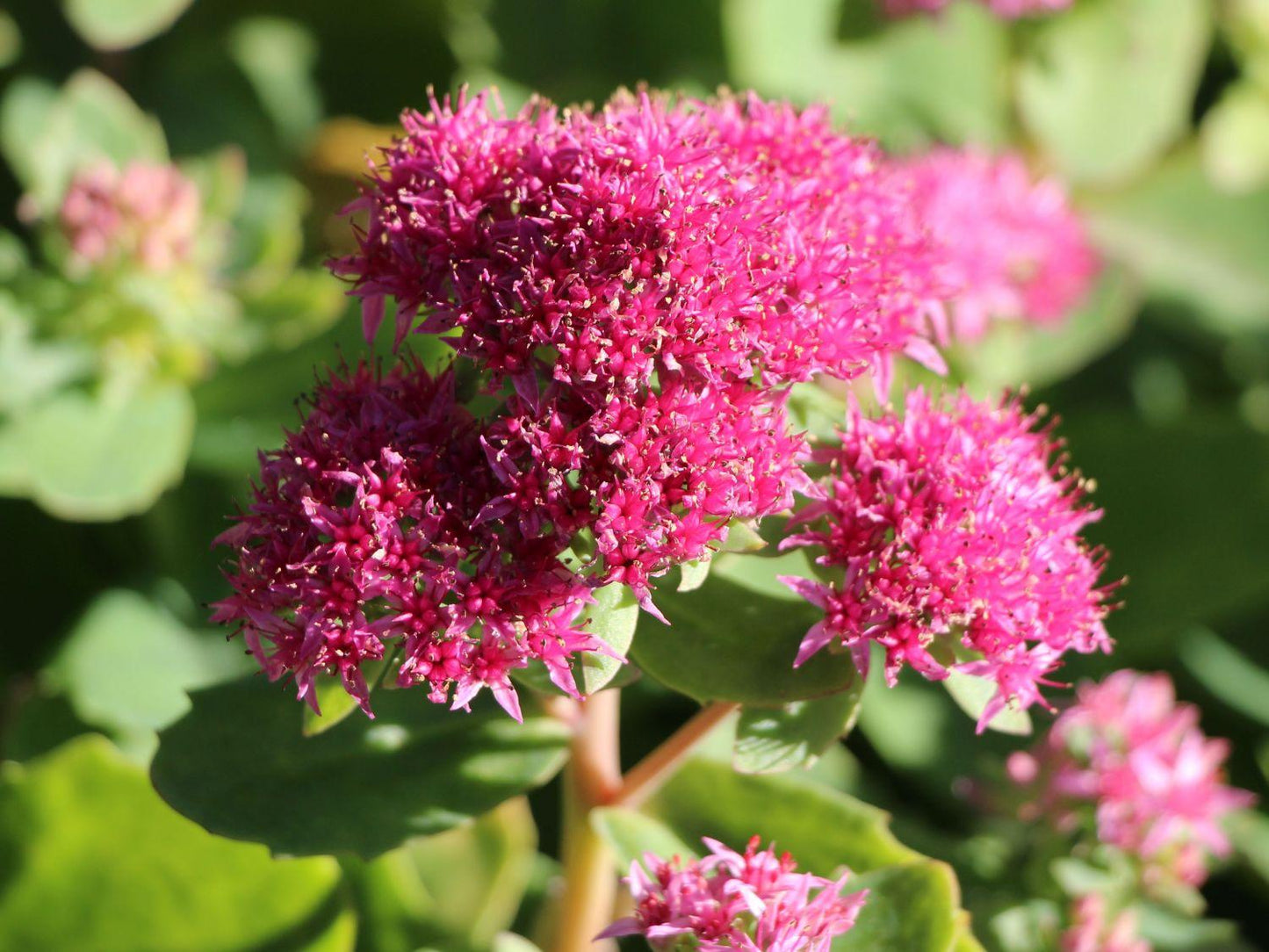 Sedum Telephium Munstead Dark Red - View 1 from www redcrocus com