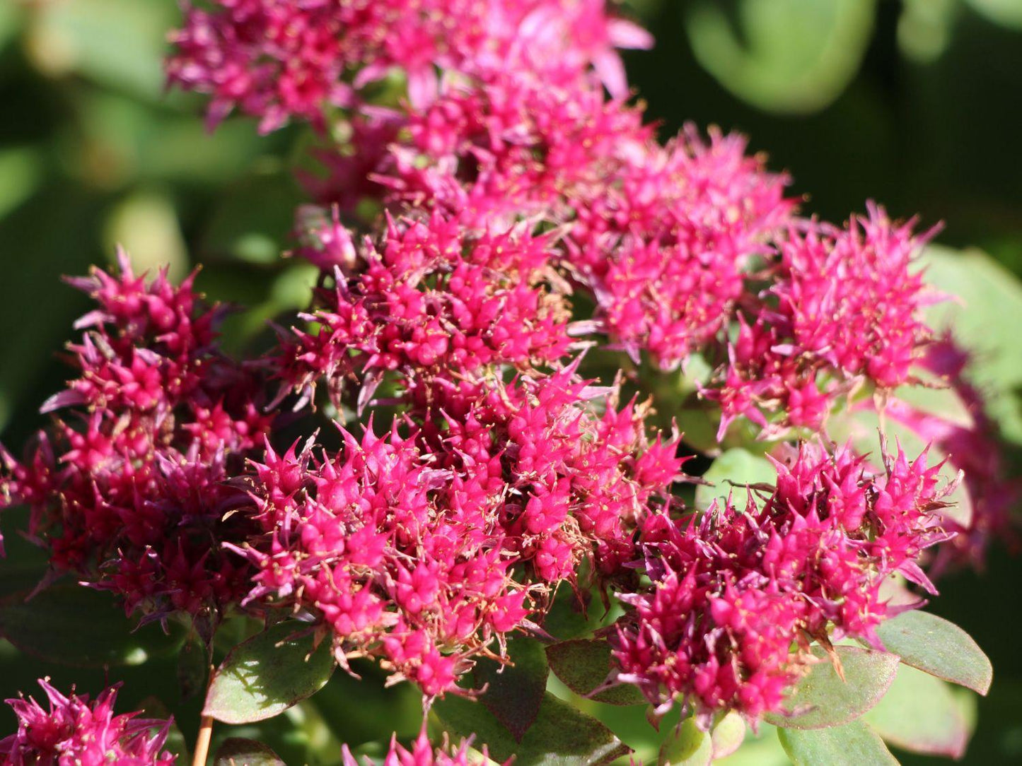 Sedum Telephium Munstead Dark Red - View 5 from www redcrocus com