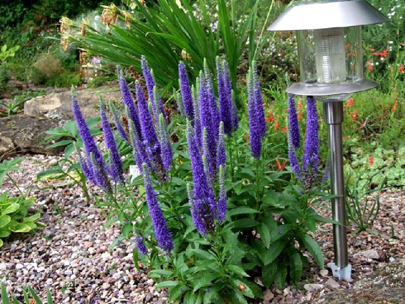 Veronica Longifolia First Glory - View 10 from www redcrocus com