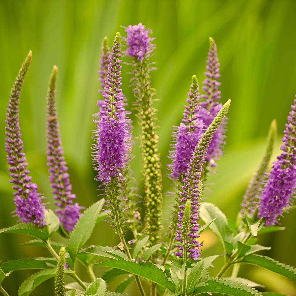 Veronica Longifolia First Glory - View 12 from www redcrocus com