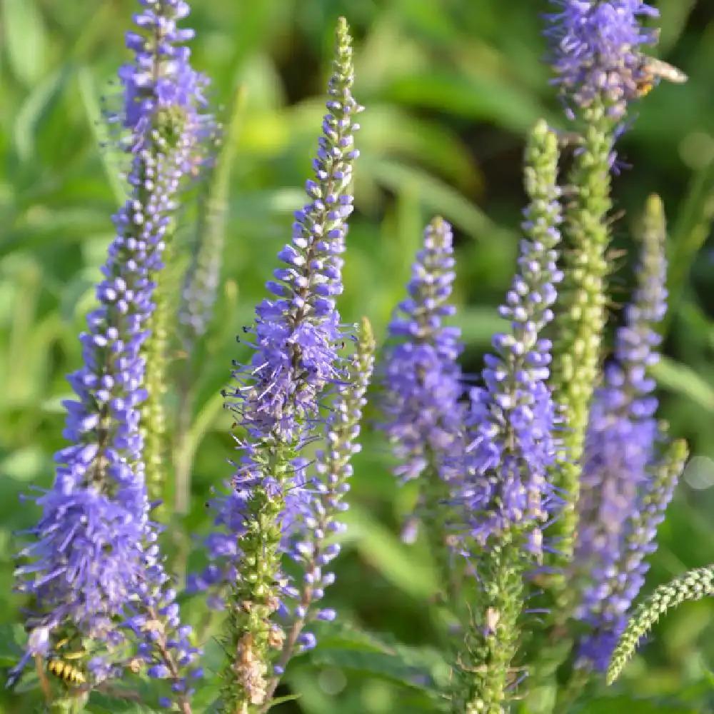 Veronica Longifolia First Glory - View 13 from www redcrocus com
