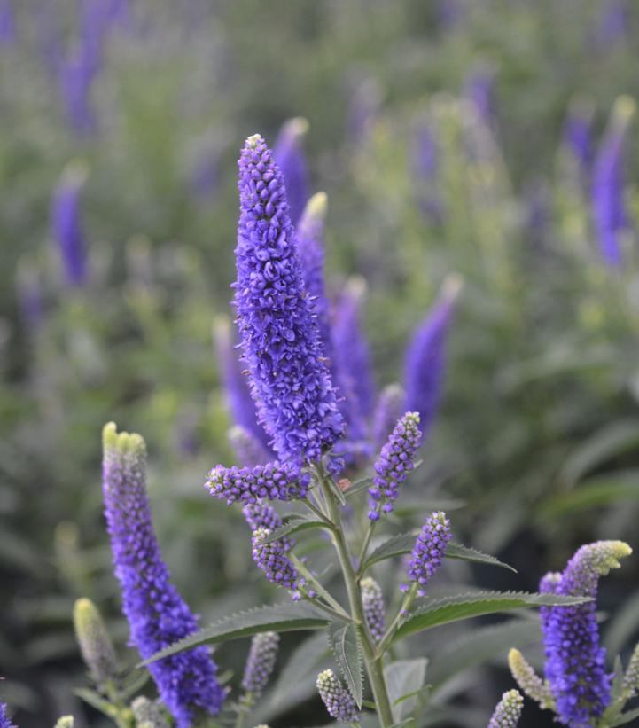 Veronica Longifolia First Glory - View 14 from www redcrocus com