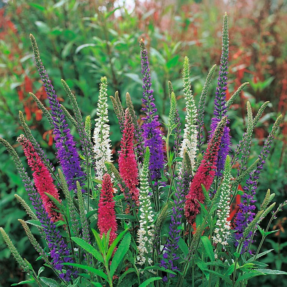 Veronica Longifolia First Glory - View 15 from www redcrocus com