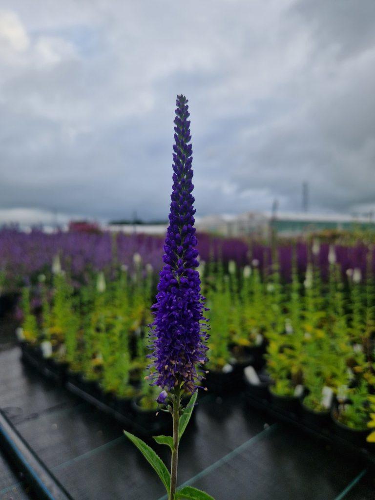 Veronica Longifolia First Glory - View 16 from www redcrocus com