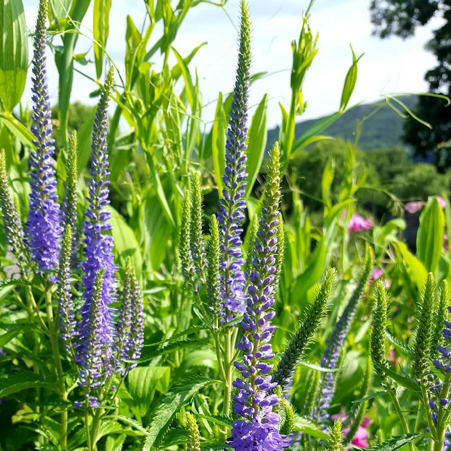 Veronica Longifolia First Glory - View 18 from www redcrocus com