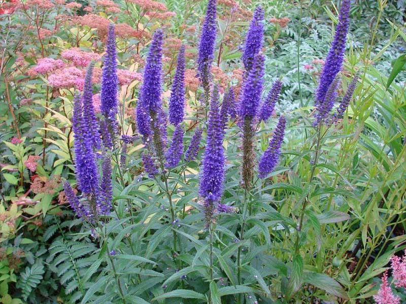 Veronica Longifolia First Glory - View 19 from www redcrocus com