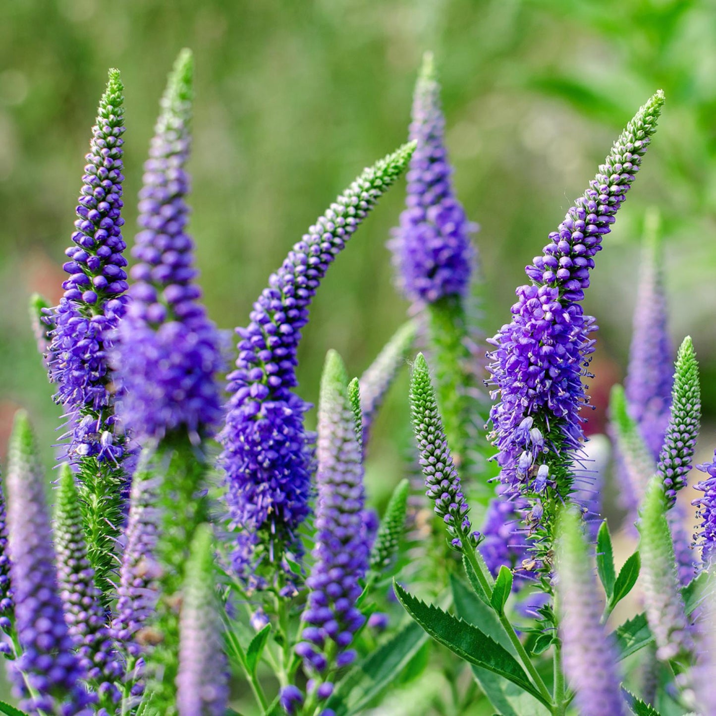Veronica Longifolia First Glory - View 2 from www redcrocus com