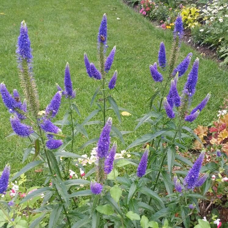 Veronica Longifolia First Glory - View 3 from www redcrocus com