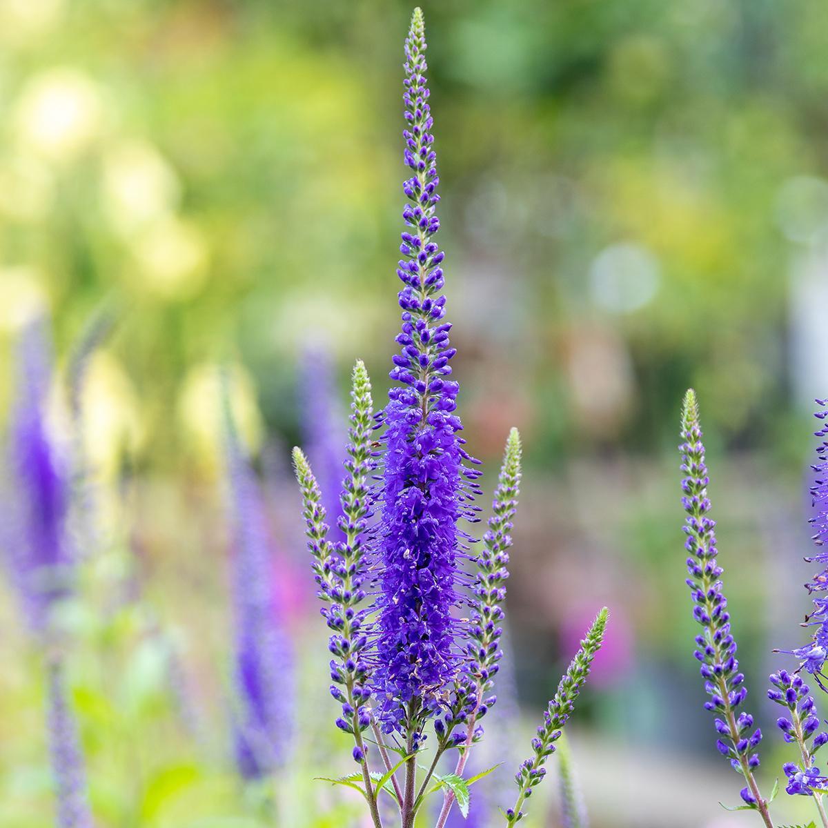 Veronica Longifolia First Glory - View 4 from www redcrocus com