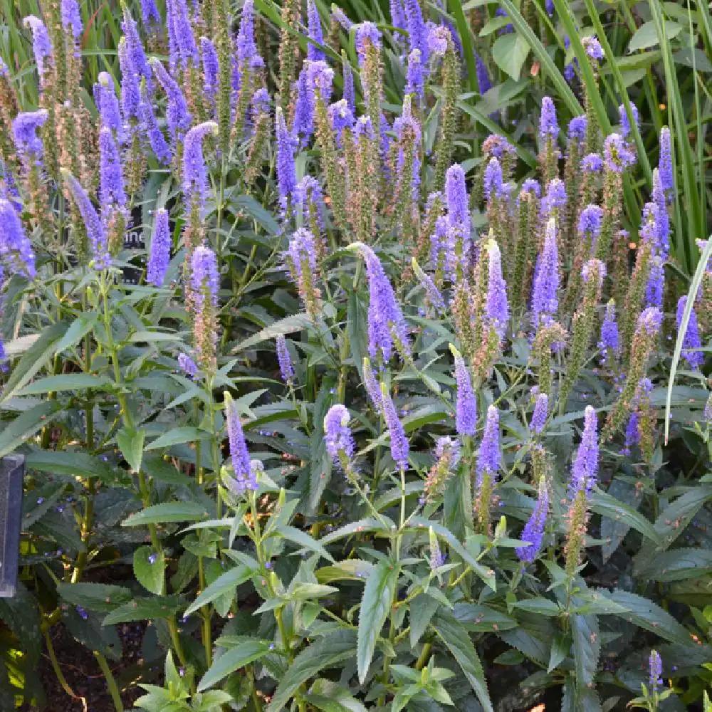 Veronica Longifolia First Glory - View 5 from www redcrocus com